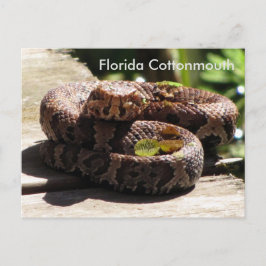 Florida Cottonmouth - Learning Postcard Vykort