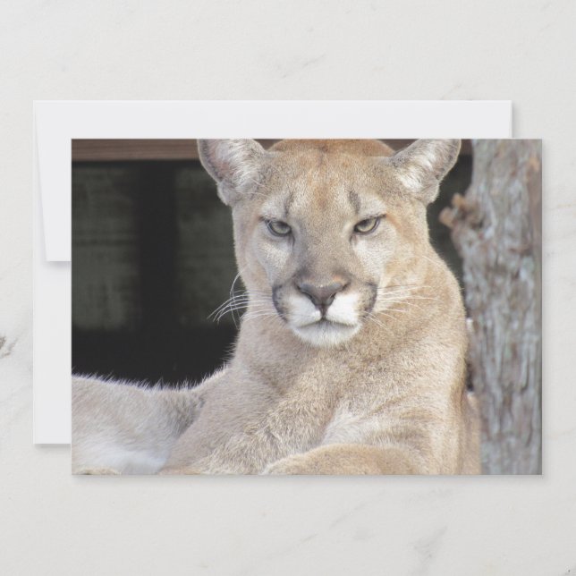 Florida Cougar Flat Greeting Card Kort (Framsida)