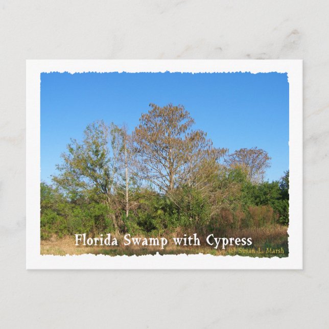 Florida Cypress Swamp med blå himmel Vykort (Framsida)