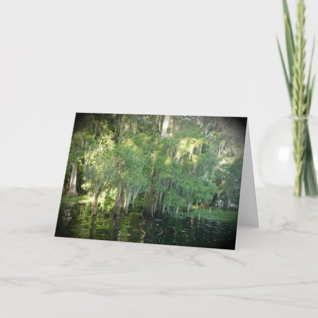 Florida Cypress Träd Note Card - tomt Kort (Framsida)