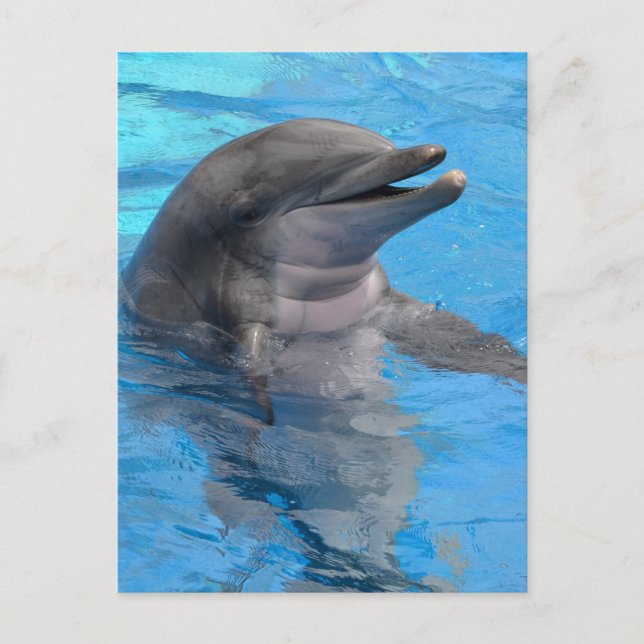 Florida delfin vykort (Framsida)