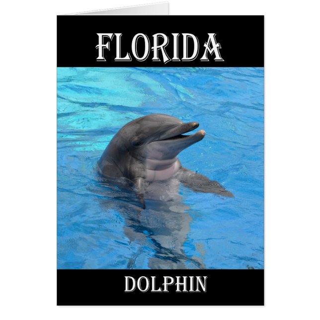 Florida Dolphin Hälsningskort (Framsidan)