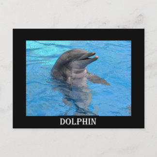Florida Dolphin Vykort
