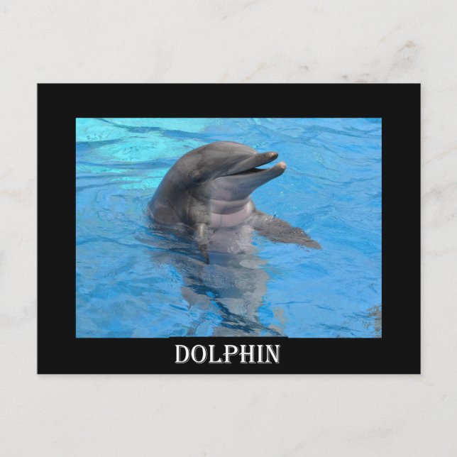 Florida Dolphin Vykort (Framsida)