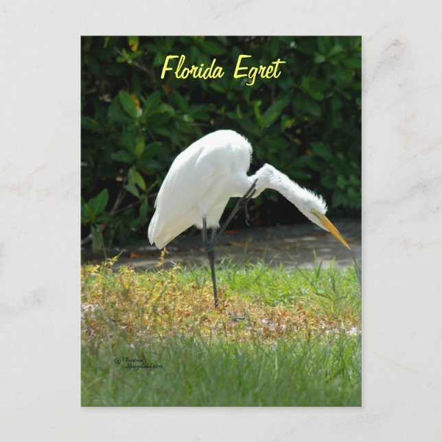 Florida egret Postcard Vykort (Framsida)