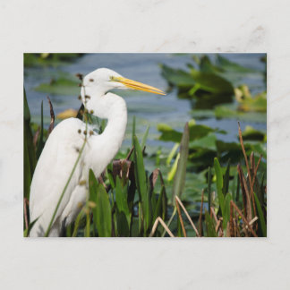 Florida Egret Vykort