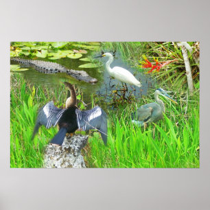 Florida Everglades nationalpark vildliv Poster