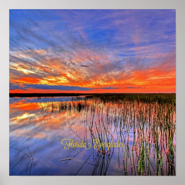 Florida Everglades, naturskön panorama, Poster (Framsidan)