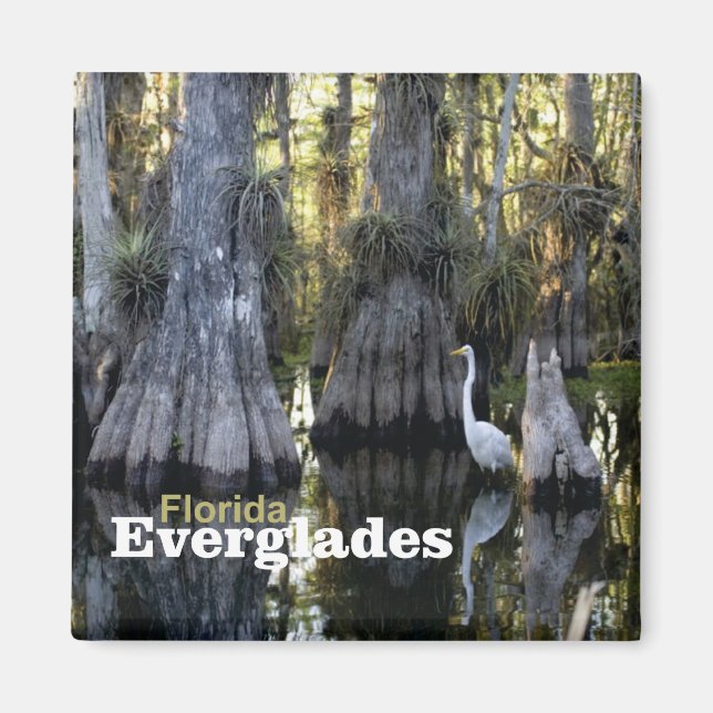 Florida Everglades Photo Souvenir Fridge Magnet (Framsidan)
