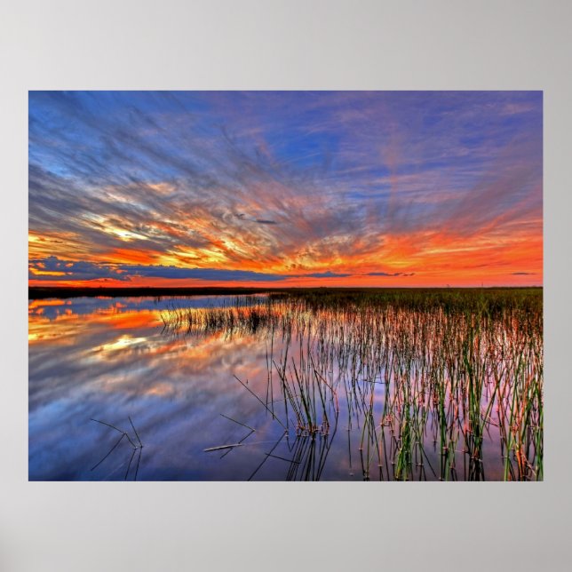 Florida Everglades Poster (Framsidan)
