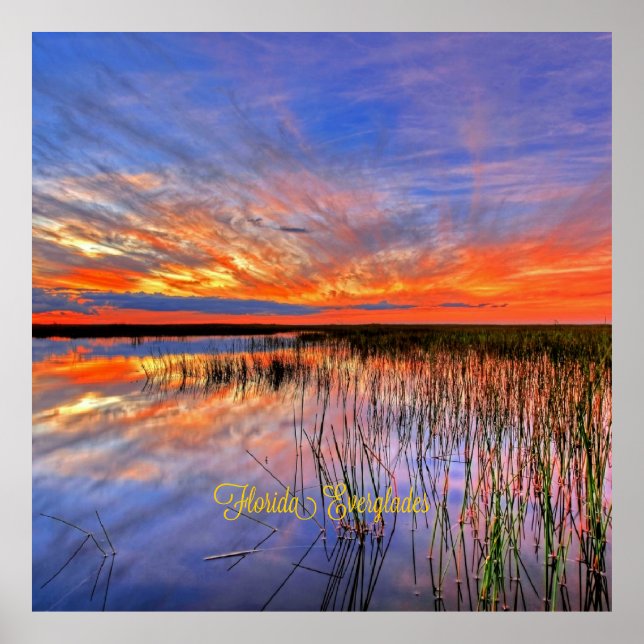 Florida Everglades, scenisk panorama, Poster (Framsidan)