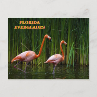FLORIDA EVERGLADES VYKORT