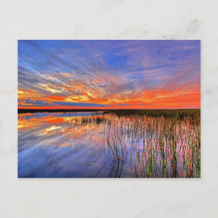 Florida Everglades Vykort