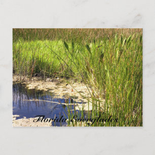 Florida Everglades Vykort