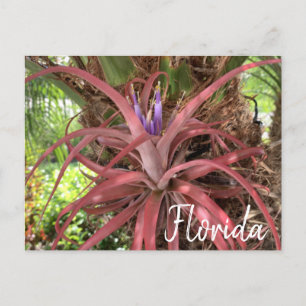 Florida Exotic Blommar Luft Plant Postcard Vykort