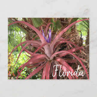 Florida Exotic Blommar Luft Plant Postcard Vykort
