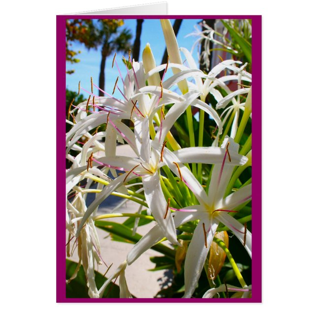 Florida exotic OBS kort (Framsidan)