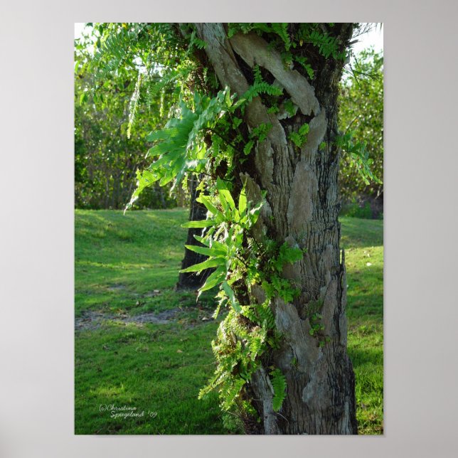 Florida ferns Handflatan Poster eller skriver ut (Framsidan)