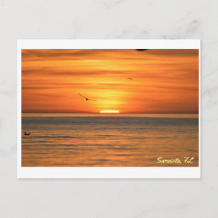 Florida Fiskmås Sunset Vykort