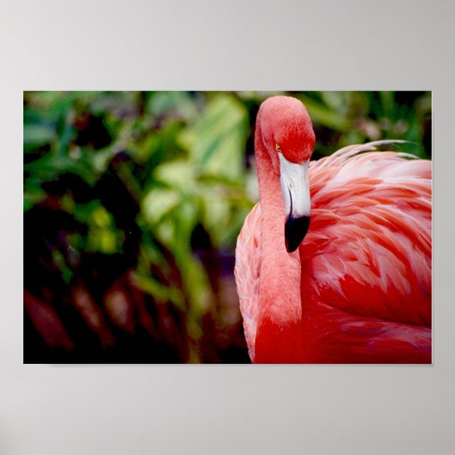 Florida Flamingo 1 Poster (Framsidan)