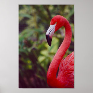 Florida Flamingo 2 Poster