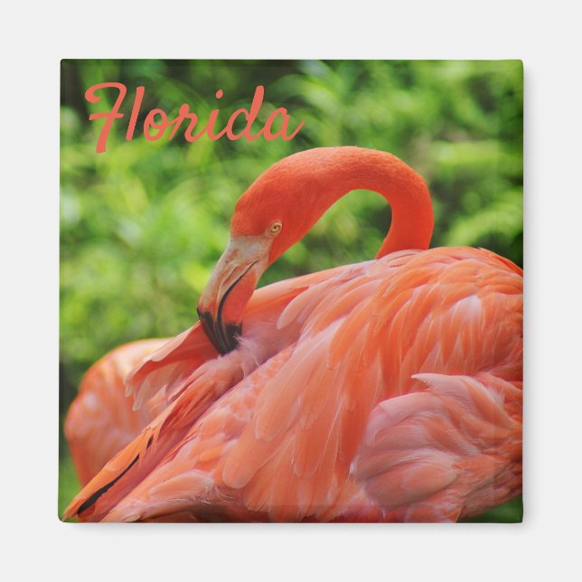 Florida Flamingo Magnet Square (Framsidan)