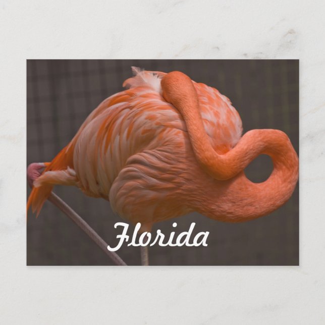 Florida Flamingo Postcard Vykort (Framsida)