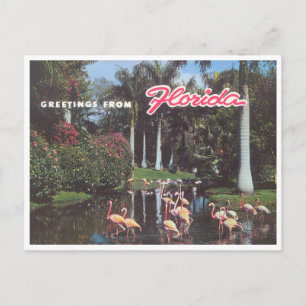 Florida flamingos 1960-talets vintage vykort
