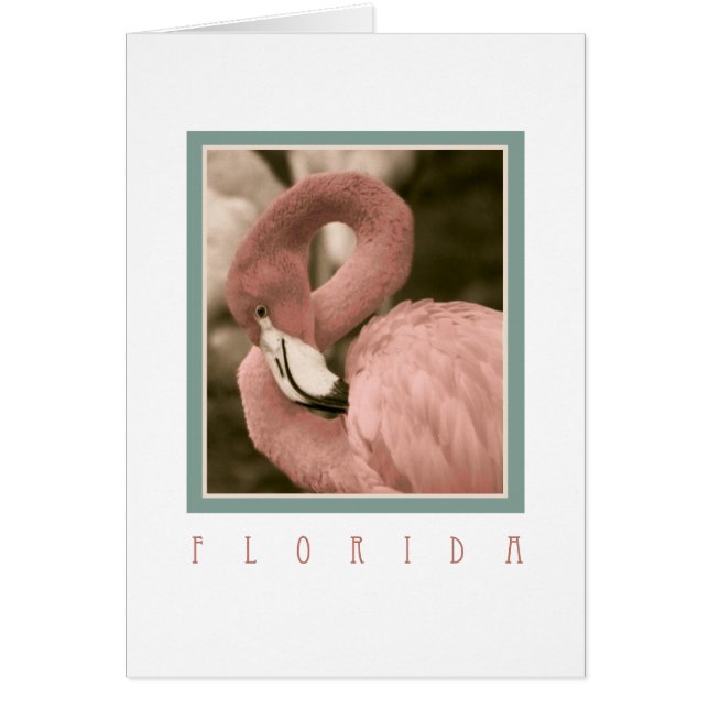 Florida Flamingos Hälsningskort (Framsidan)