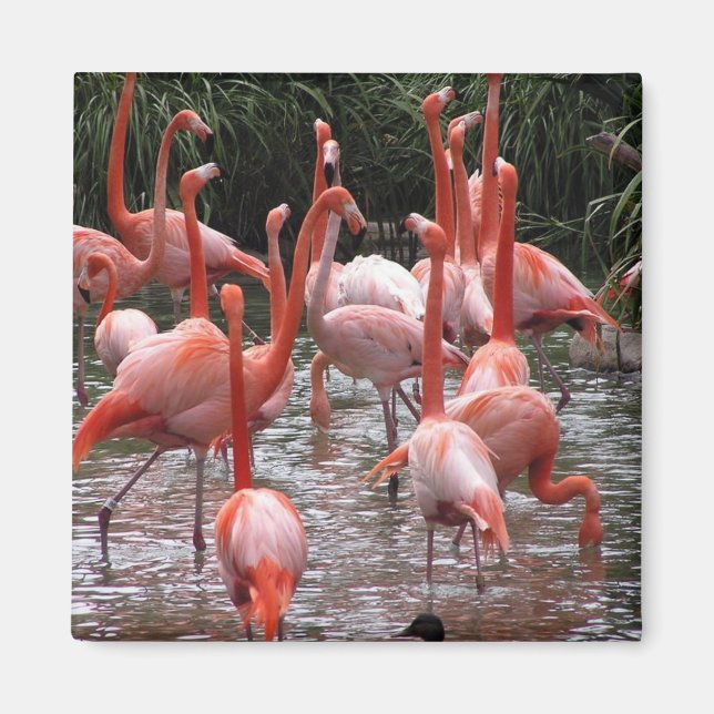 Florida Flamingos Magnet (Framsidan)