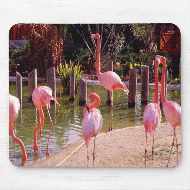 Florida Flamingos Musmatta (Framsidan)