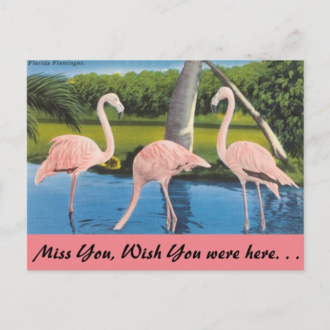 Florida Flamingos Vykort (Framsida)