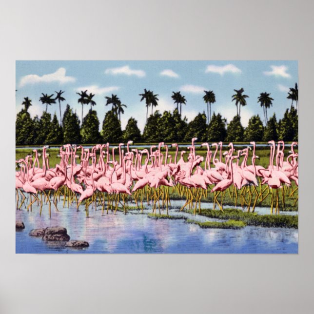 Florida Flock of Coral Flamingos Poster (Framsidan)