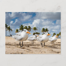 Florida - Fyra Terns på ett vykort