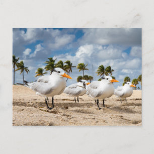 Florida - Fyra Terns på ett vykort