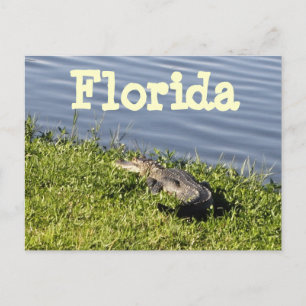 Florida Gator Postcard Vykort