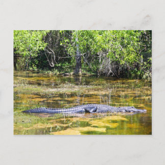 Florida Gator Vykort
