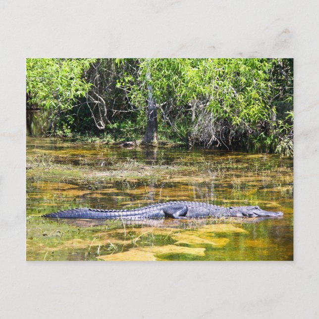 Florida Gator Vykort (Framsida)