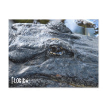 Florida Gator-vykort