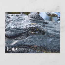 Florida Gator-vykort Vykort