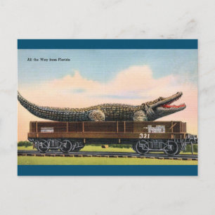Florida Giant Alligator Vintage resor vykort