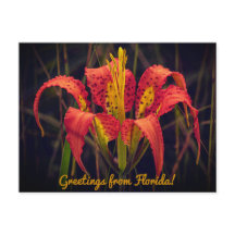 Florida Gräs Lily Postcard
