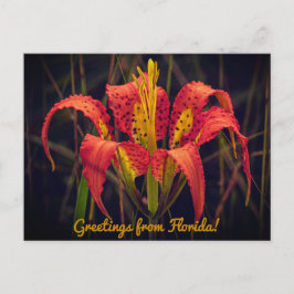 Florida Gräs Lily Postcard Vykort