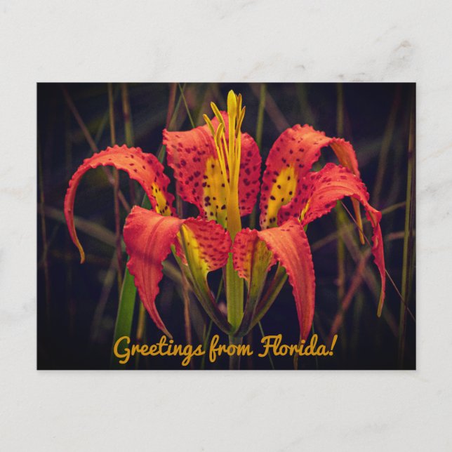 Florida Gräs Lily Postcard Vykort (Framsida)