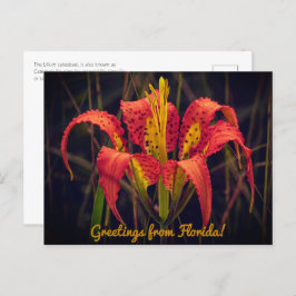 Florida Gräs Lily Postcard Vykort