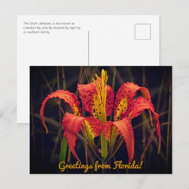Florida Gräs Lily Postcard Vykort (Fram/baksida)