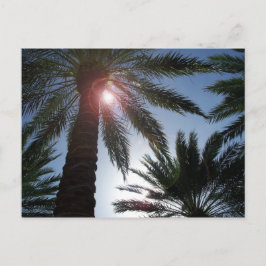 Florida Handflatan Träd på postkortet Sol Vykort