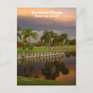 Florida Handflatan Träd Sunset vykort