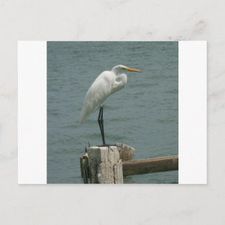 Florida Heron Vykort