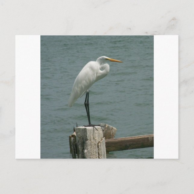 Florida Heron Vykort (Framsida)